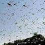 Delhi government organises awareness camp on desert locust attack