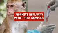 UP: Monkeys run away with COVID-19 test samples in Meerut, locals fear spread of infection 