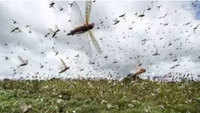 Jaipur: In a first, drone used to clear locust swarms in Chomu 