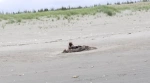 Woman spots wolverine on Washington beach, but authorities refuse to believe her