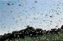 'Ferocious' Young Locusts Have Entered India This Time, And They Are A Bigger Threat