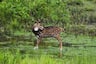 This is a Beautiful Photo of a Deer in a Forest, Until You Spot the Tiger Eyeing it