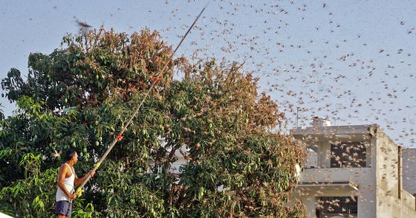 Locusts are an excellent source of protein, but eating them is no longer a good idea