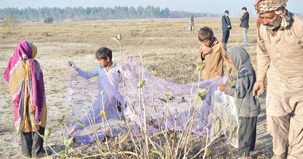 Pakistan’s solution to the locust invasion? Turn the pests into chicken feed