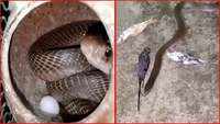 On cam: Cobra takes refuge inside bird cage in Odisha's Banki, rescued 